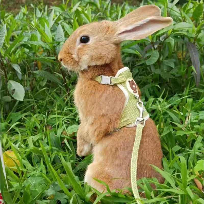 Cute Rabbit Harness and Leash Set Bunny Pet Accessories Vest Harnesses Rabbit Leashes